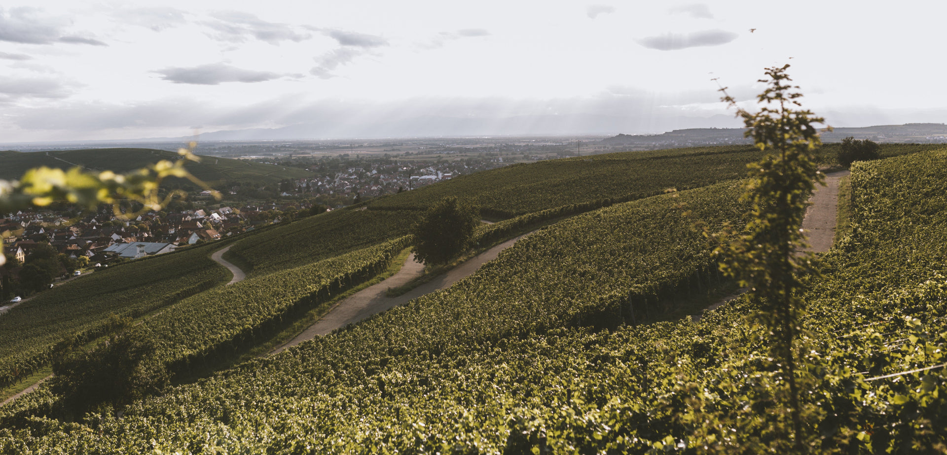 Blick von oben aus dem Weinberg über den Ebringer Sommerberg und die Rhientalebene.